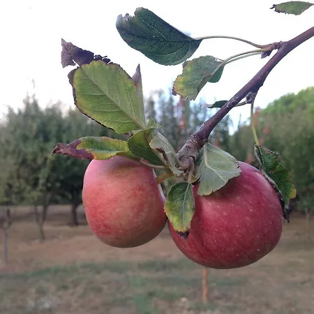 Grandma's Wonderland Kır Evi Gazitepekoy